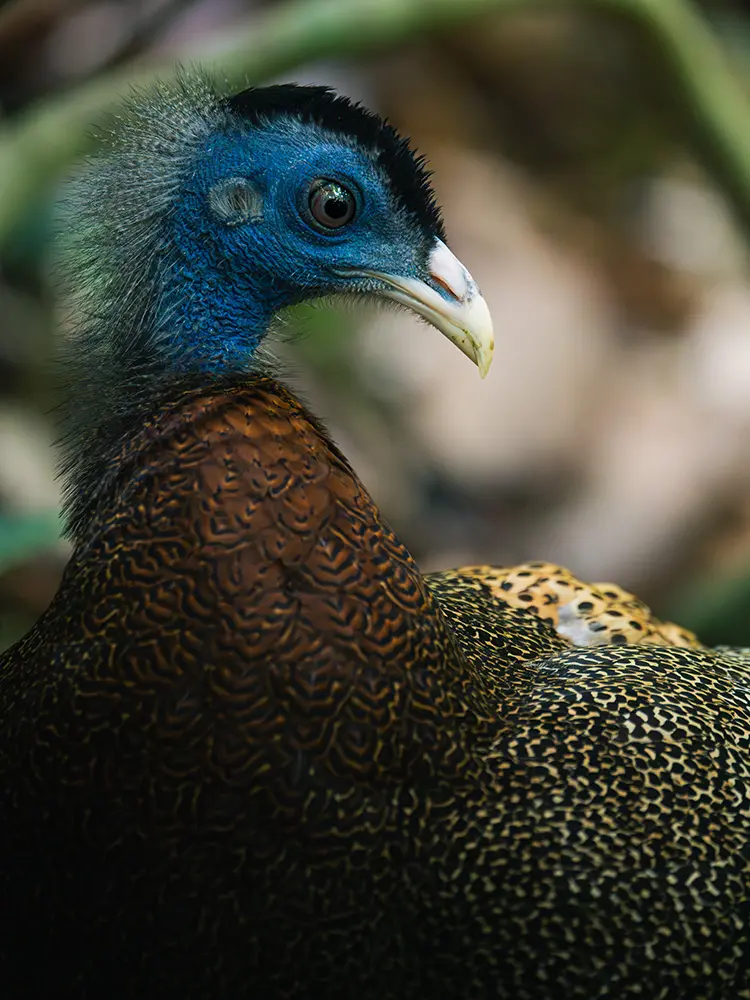 Bukit Lawang - Argo maggiore