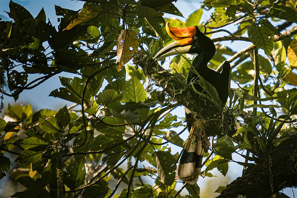 Bukit Lawang - Bucero Rinoceronte