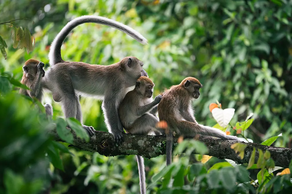 Bukit Lawang - Famiglia di macachi durante il grooming