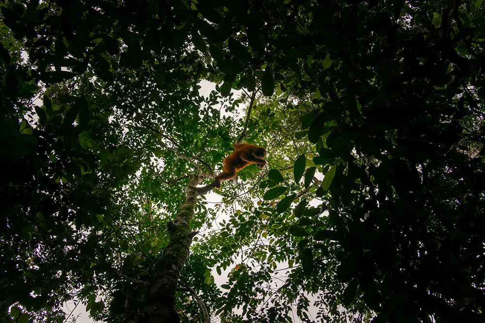 Bukit Lawang - Orango tra gli alberi del Gunung Leuser