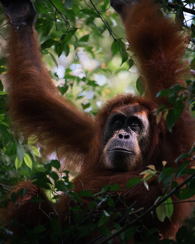 Bukit Lawang - Orangotango