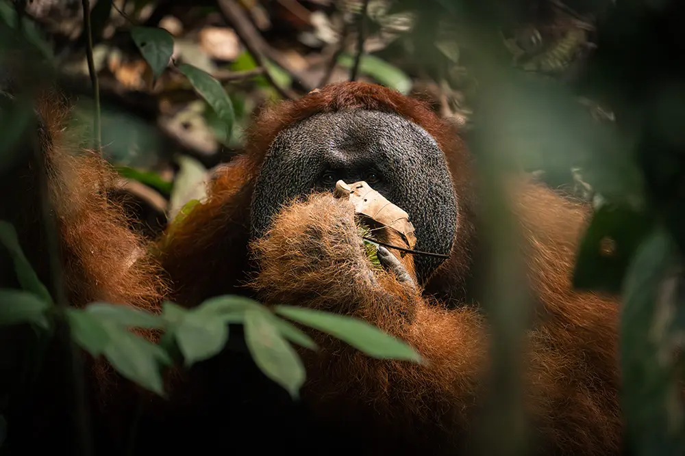 Bukit Lawang - Un grande maschio di orango