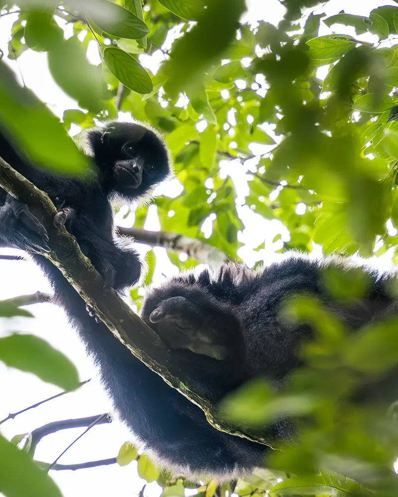 Bukit Lawang - Una mamma di Gibbone nero con il suo cucciolo