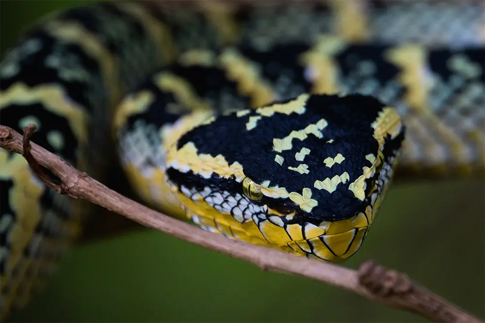 Bukit Lawang - Vipera di Wagler