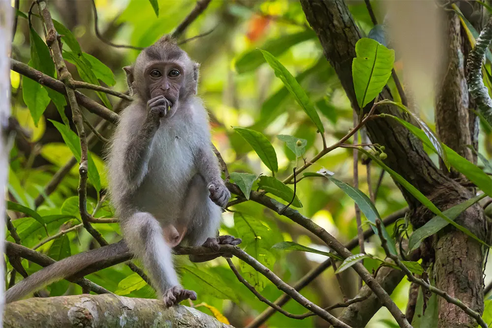 Cosa vedere a Lombok - Macaco