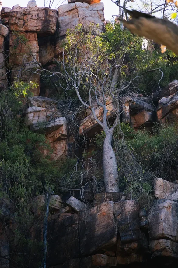 Gibb River Road – Galvans Gorge – Baobab Gibb River Road - Galvans Gorge - Baobab