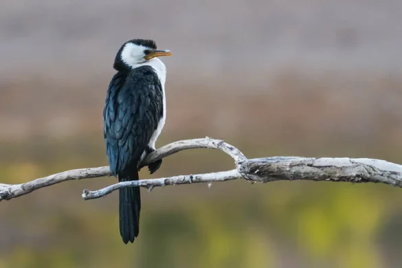 Gibb River Road – Windjana Gorge – Cormorano bianconero minore Gibb River Road - Windjana Gorge - Cormorano bianconero minore
