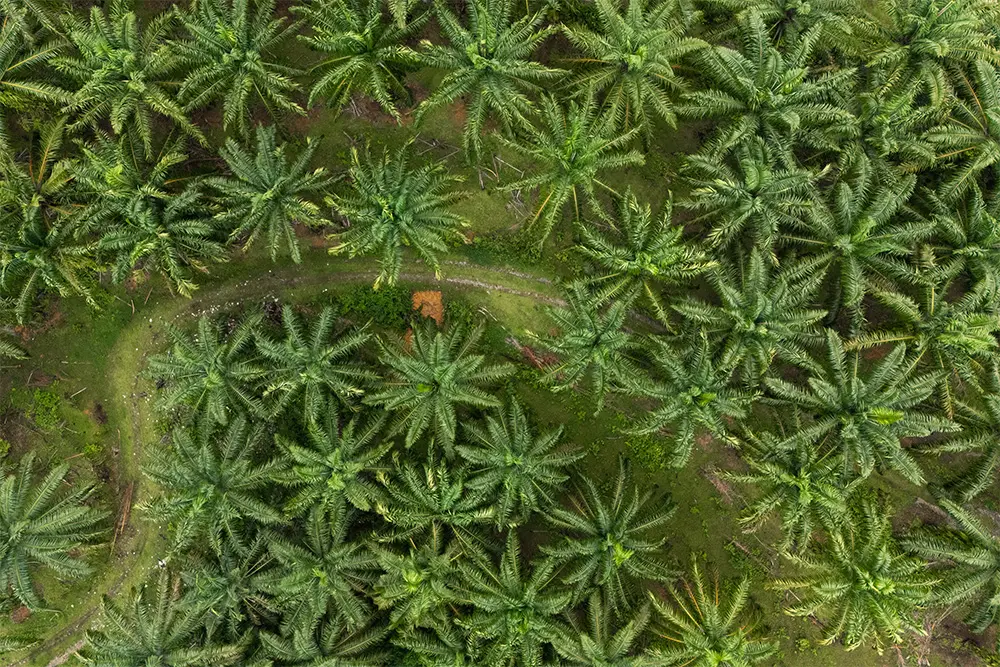 Le palme da olio che circondano Bukit Lawang e il parco nazionale