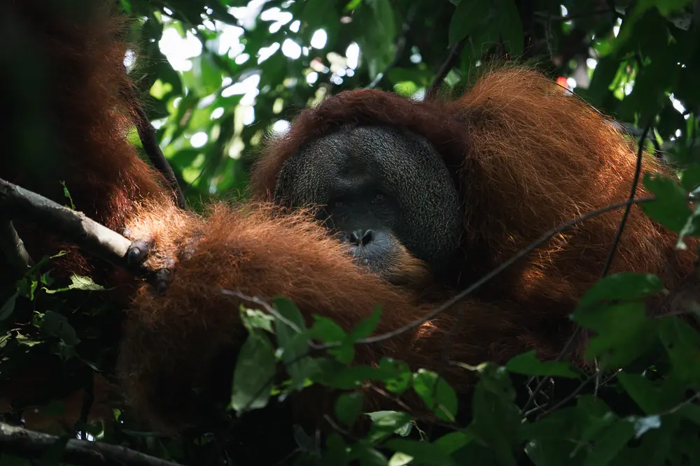 Orango al Gunung Leuser Nation Park - Sumatra
