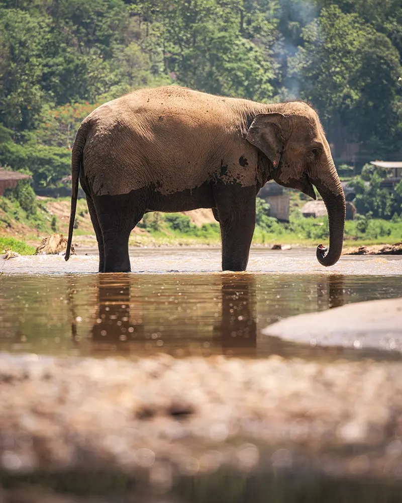 Tour Etici Animali - Santuario Elefanti in Thailandia