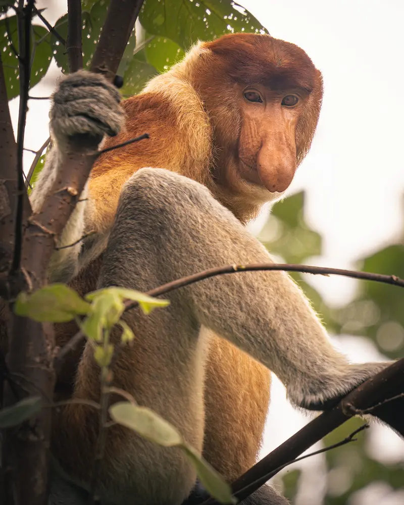 Fotografia naturalistica