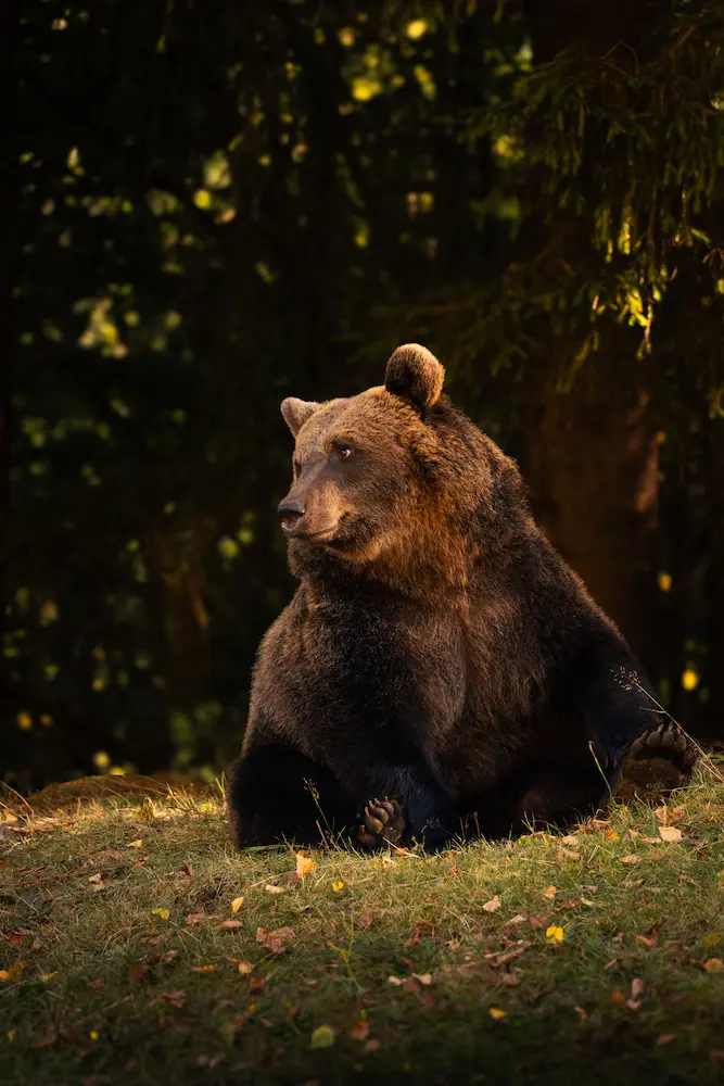 Fotografia naturalistica