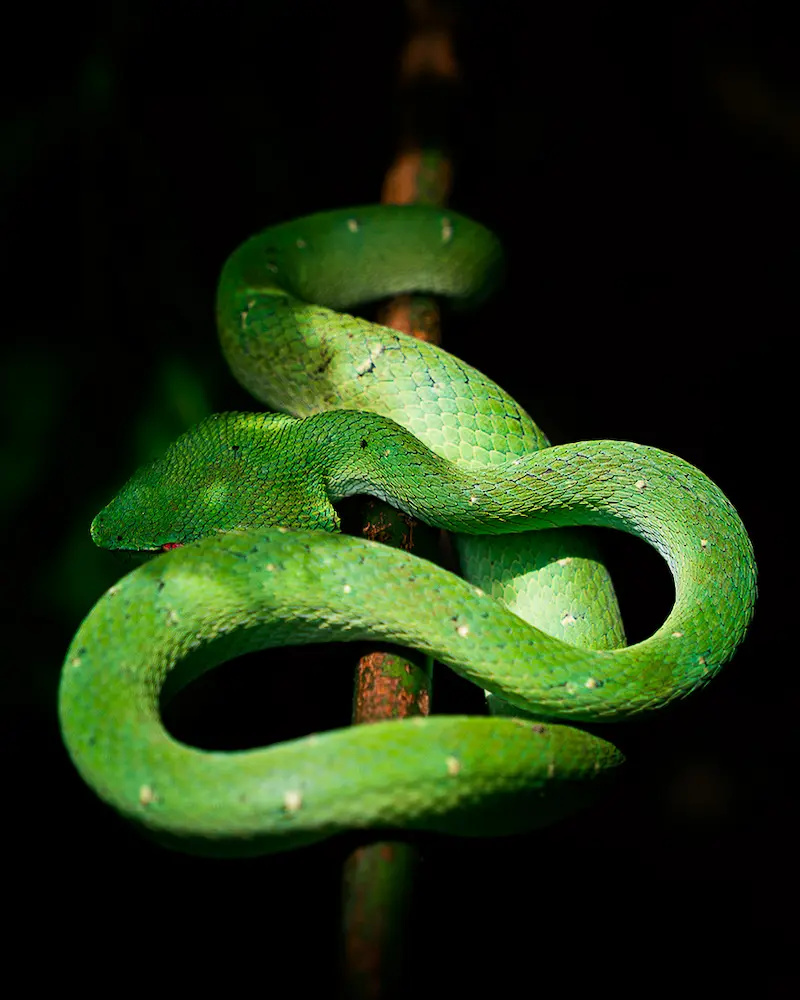 Fotografia naturalistica