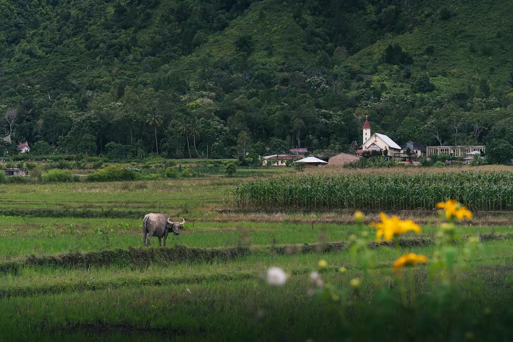 Lago Toba - Samosir - Bufala d'acqua e chiesa