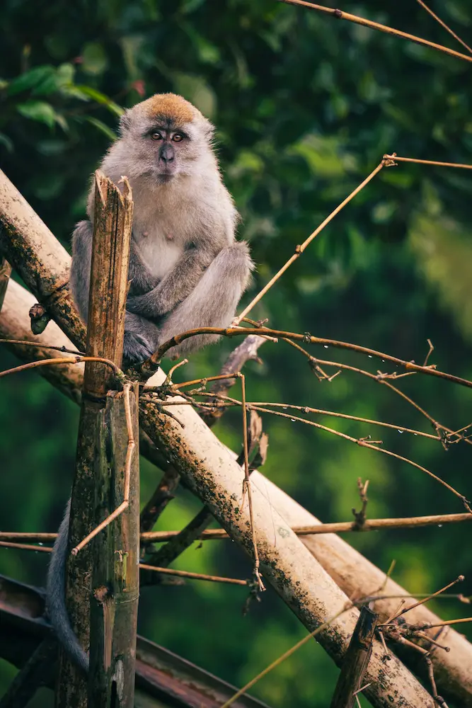 Bukittinggi - Macaco al Panorama Park