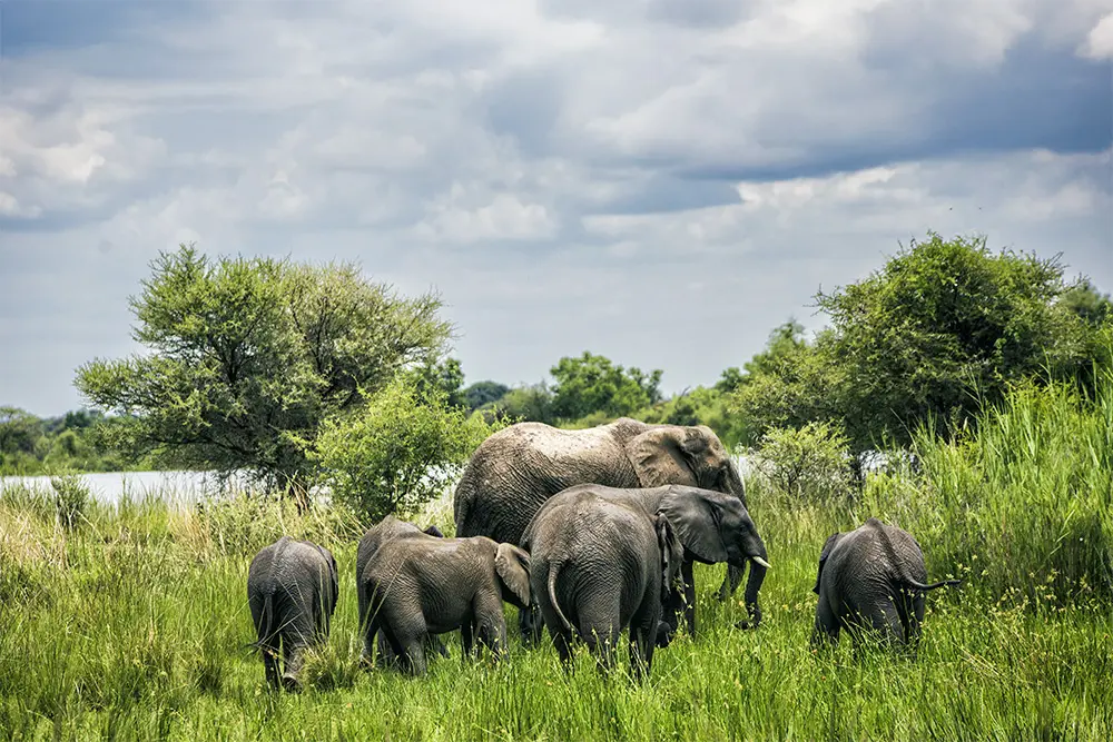 Elefanti nella savana